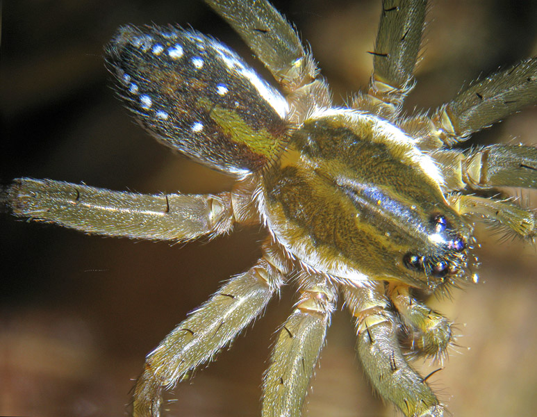 Pirata sp.